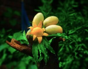 আমের নমুনা - 5